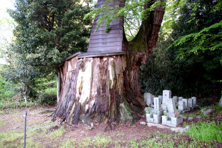 梶ノ木の大スギ