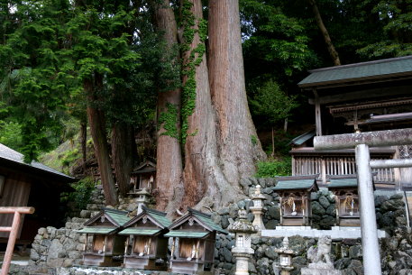 十二社神社の三本杉