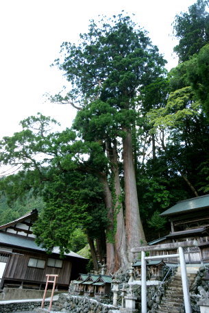 十二社神社の三本杉