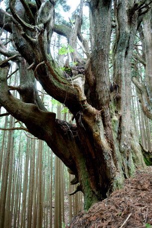 吉村家跡防風林の杉