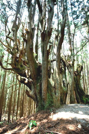 吉村家跡防風林の杉