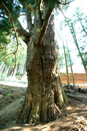 天水分神社の大杉