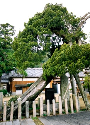 河上神社のイブキ