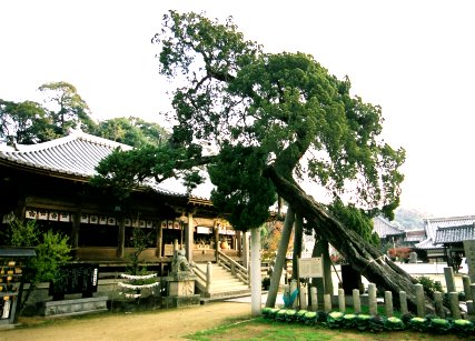 河上神社のイブキ