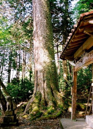 白藤神社の大モミ