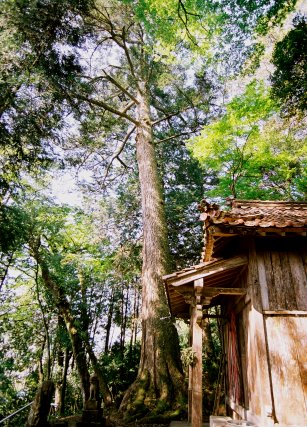 白藤神社の大モミ
