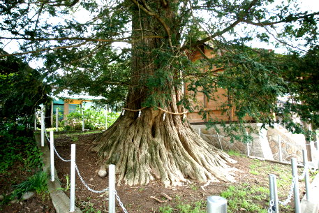 津田の大カヤ