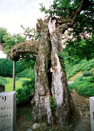 平子のタンバグリ