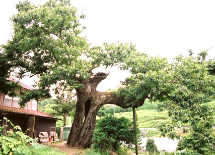 平子のタンバグリ