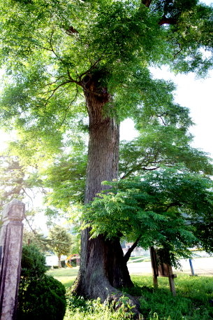 東河小学校のセンダン