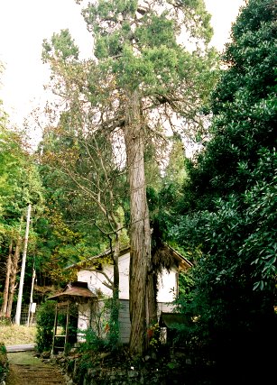 西光寺跡のネズ
