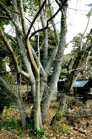 若宮八幡神社のボダイジュ