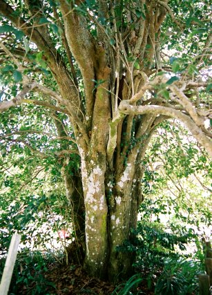 吉田のギンモクセイ