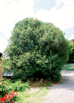 吉田のギンモクセイ