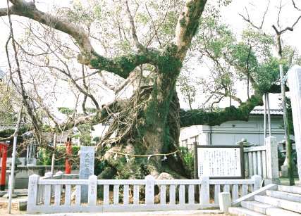 老松神社の大樟
