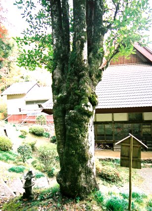 太寧寺のタラヨウ