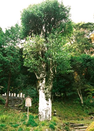 太寧寺のタラヨウ