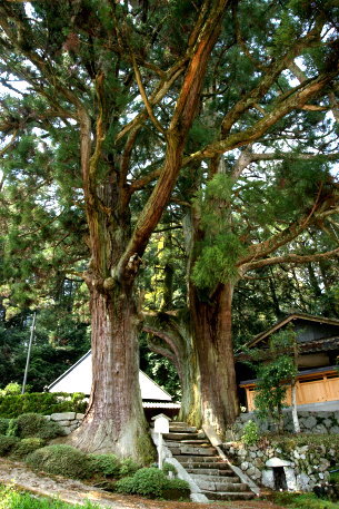 下之坊寺の婆羅門杉