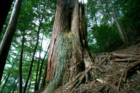 烏川神社のスギ