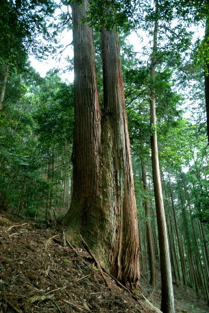 烏川神社のスギ