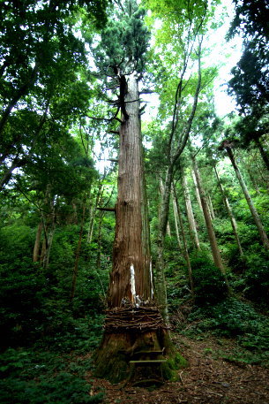 大山神社の杉