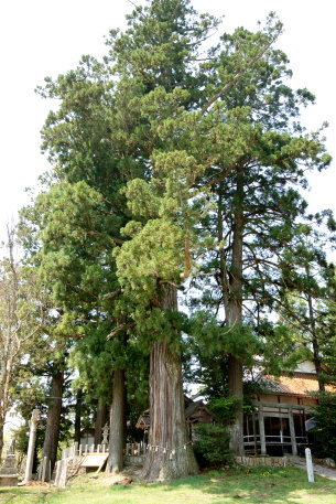 熊野新宮神社の大杉