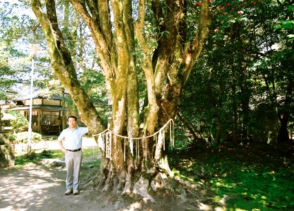 倉田八幡宮のギンモクセイ