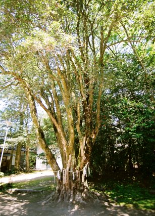 倉田八幡宮のギンモクセイ