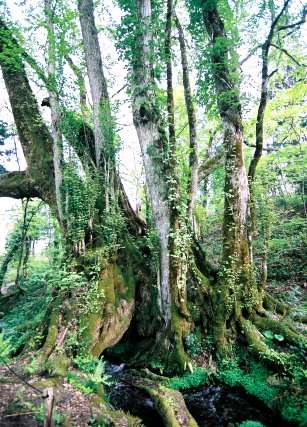 和池の大カツラ