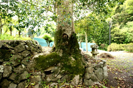 仁野のナナミノキ