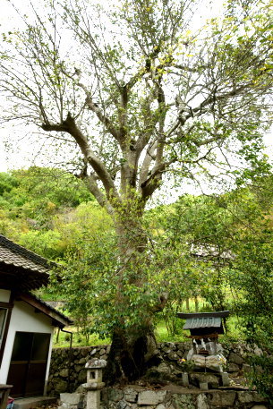 仁野のナナミノキ