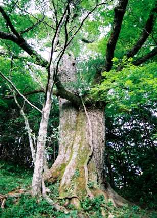 帝釈始終のコナラ