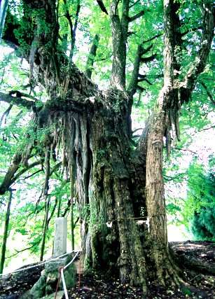 上高野山の乳下りイチョウ