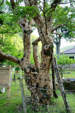 神子畑のサルスベリ