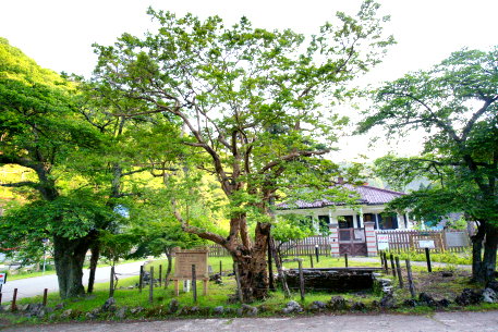 神子畑のサルスベリ