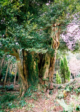 和田寺のツブラジイ