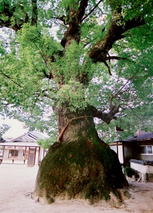 糸崎神社のクスノキ