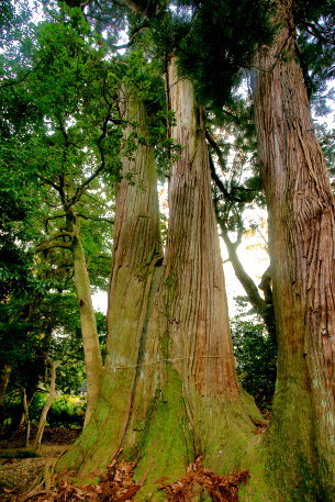 前原神社のスギ