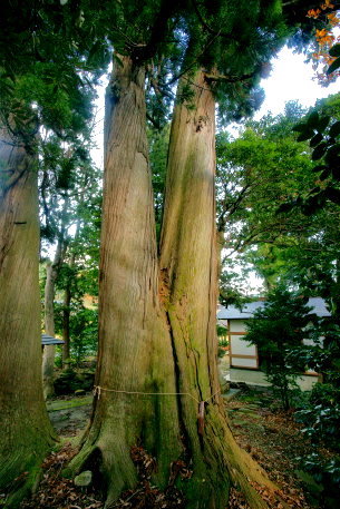 前原神社のスギ