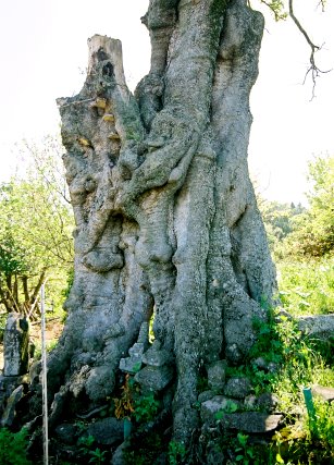 筒地の大エノキ