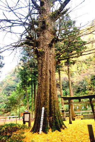 子守神社の大イチョウ
