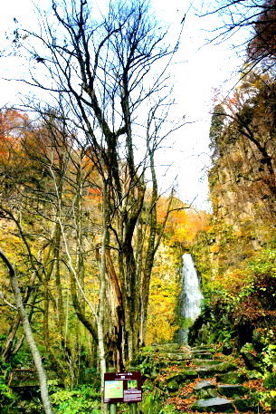 子守神社の大イチョウ