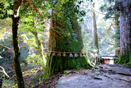 注連掛杉