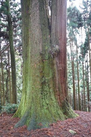 笠形神社の大スギ
