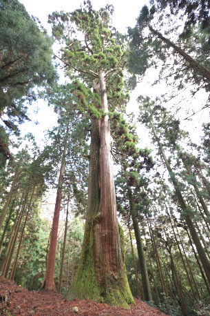 笠形神社の大スギ
