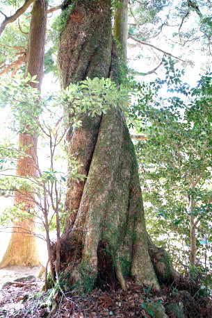 岩座神のホソバタブ No1
