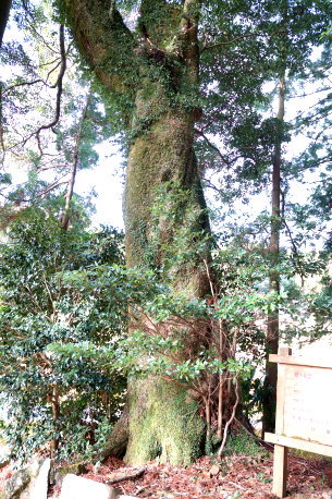 岩座神のホソバタブ No1