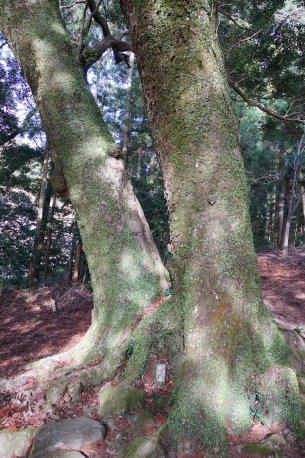 岩座神のホソバタブ No2