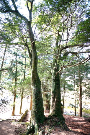 岩座神のホソバタブ No2