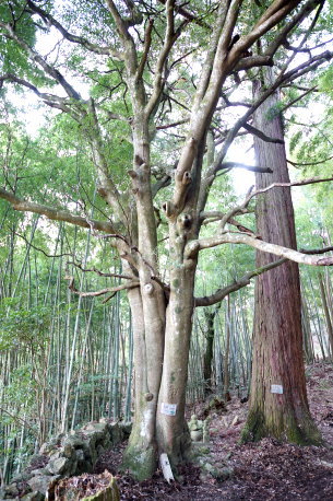清水大師堂のモッコク